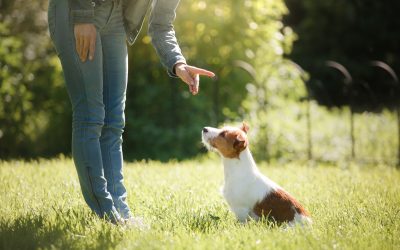 Why Puppy Training in Santa Clara County CA Experts Recommend Early Socialization Strategies