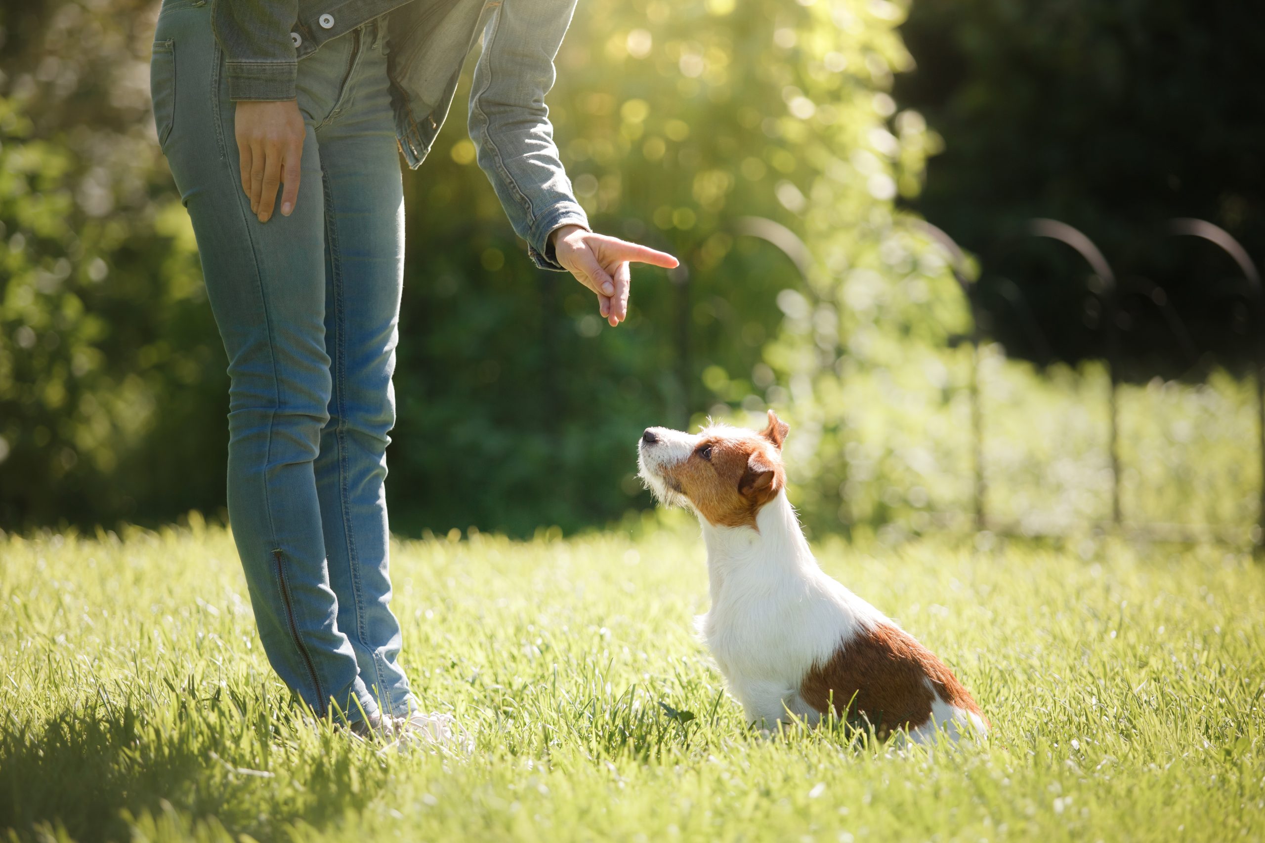 Girl playing with a dog. Jack Russell Terrier in nature. Summer
